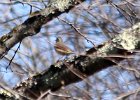 Louisiana Waterthrush (5)