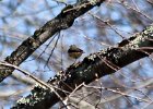 Louisiana Waterthrush (9)