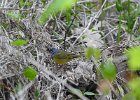Mourning Warbler (3)