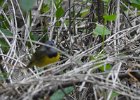 Mourning Warbler (4)