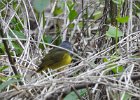 Mourning Warbler (5)