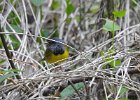 Mourning Warbler (6)