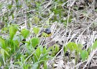 Mourning Warbler (7)