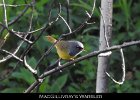 075 - 833 MacGillivray's Warbler