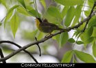 075 - 834 Common Yellowthroat