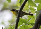 101Common Yellowthroat (1)