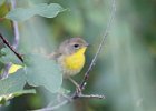 Common Yellowthroat (15)
