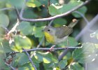 Common Yellowthroat (16)