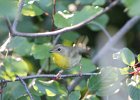 Common Yellowthroat (17)