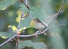 Common Yellowthroat (18)