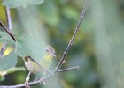 Common Yellowthroat (19)