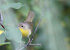 Common Yellowthroat (20)