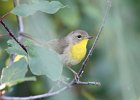 Common Yellowthroat (21)