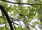 Common Yellowthroat (24)