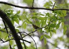 Common Yellowthroat (29)