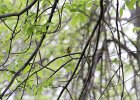 Common Yellowthroat (33)