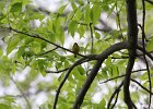 Common Yellowthroat (36)