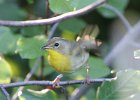 Common Yellowthroat (37)