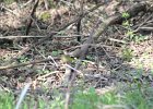 Common Yellowthroat (39)