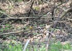 Common Yellowthroat (42)