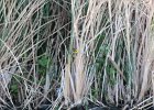 Common Yellowthroat (7)