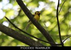 075 - 836 Hooded Warbler