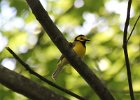101Hooded Warbler
