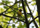 Hooded Warbler (1)