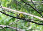Hooded Warbler (10)