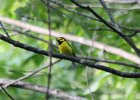 Hooded Warbler (11)