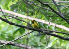 Hooded Warbler (12)