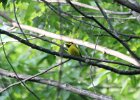 Hooded Warbler (13)