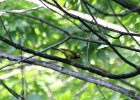 Hooded Warbler (14)