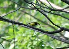 Hooded Warbler (15)