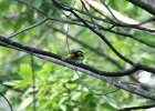 Hooded Warbler (16)