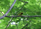 Hooded Warbler (17)