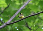 Hooded Warbler (18)