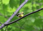 Hooded Warbler (19)