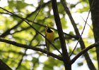 Hooded Warbler (2)