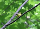 Hooded Warbler (20)