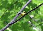 Hooded Warbler (21)