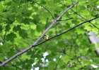 Hooded Warbler (27)