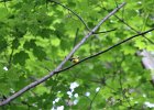 Hooded Warbler (29)