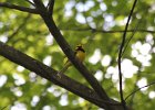 Hooded Warbler (3)