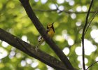 Hooded Warbler (4)