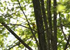 Hooded Warbler (47)