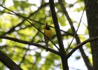Hooded Warbler (5)