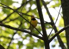 Hooded Warbler (6)