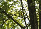 Hooded Warbler (66)