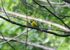 Hooded Warbler (8)